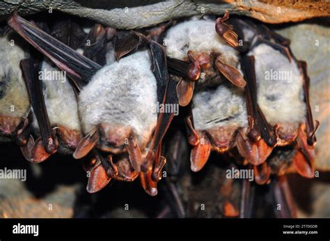 Colony of hanging bats in a cave. These fllying mammals are from the order Chiroptera and are ...