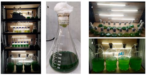 Fermentation Free Full Text Strategy Development For Microalgae