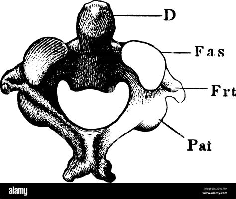 In Anatomy The Second Cervical Vertebra Of The Spine Is Named The Axis