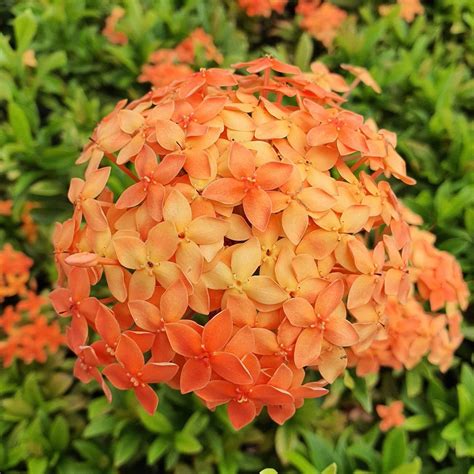 Ixora Mini Dwarf Orange Flowering Plant — Plantskingdom