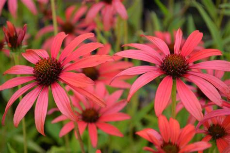 Echinacea Purpurea Tomato Soup Pbr Kwekerij De Boever