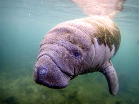 A Baby Manatee Swimming in Warm Springs in Crystal River, Florida ...