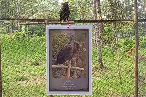 Satwa Langka Dilepasliarkan Di Taman Nasional Gunung Ciremai Diberi