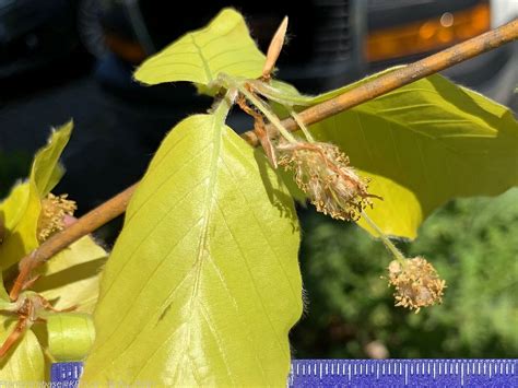 Fagus Sylvatica Dawyck Gold Kwantlen Polytechnic University School