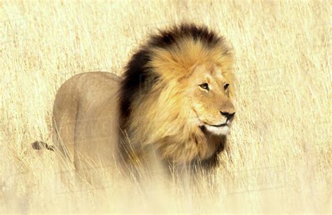 Portrait Of A Lion In Long Grass South Africa Stock Photo Dissolve