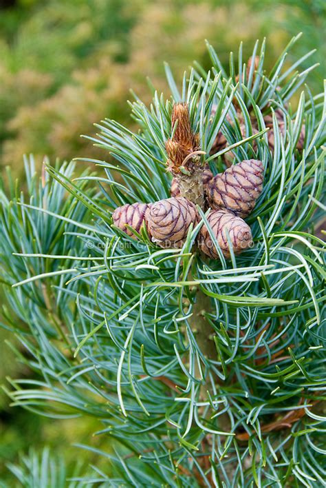 Pinus Wallichiana Densa Hill Pine Tree Plant Flower Stock