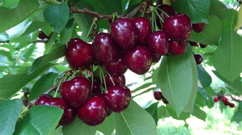 Вишня Подарок Учителям Описание Сорта Фото Отзывы – Telegraph