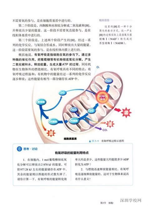 《第3节 细胞呼吸的原理和应用》2019年审定人教版高中生物必修一中学课本网