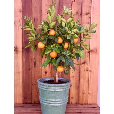 Washington Navel Orange Tree Edible Spring Hill Nurseries Spring