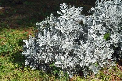 C Mo Cuidar Una Planta C Leo De Interior Dusty Miller Plantas Como