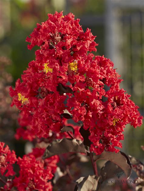 Lagerstroemia indica (Black Diamond® Best Red) | Breederplants