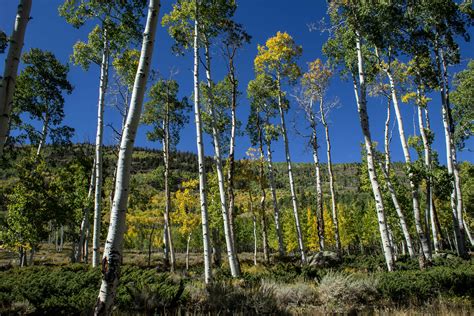 Finding Pando: Utah's 80,000-year-old Aspen Grove Hides in Plain Sight ...