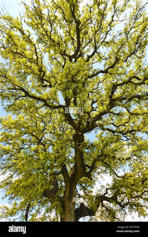 Giant Oak Tree Stock Photo Alamy