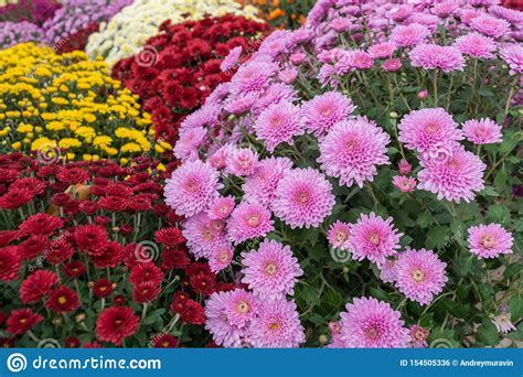 Chrysanthemums Stock Photo Image Of Garden Autumn 154505336