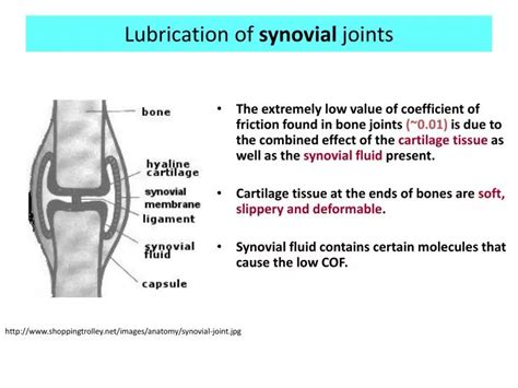 PPT Lubrication Of Synovial Joints PowerPoint Presentation Free