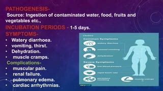 Vibrio Cholera Pptx