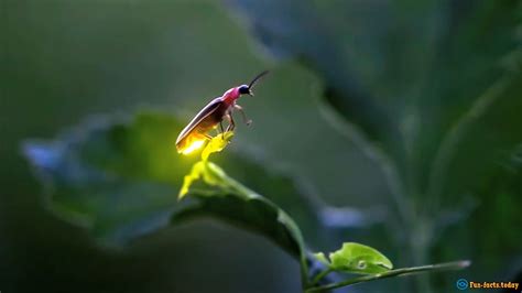 Fascinating Facts About Fireflies - stunningfun.com