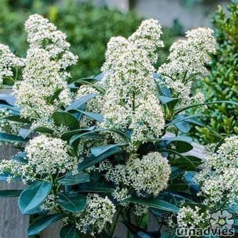 Skimmia Skimmia Japonica Finchy Sierheesters Struiken Planten