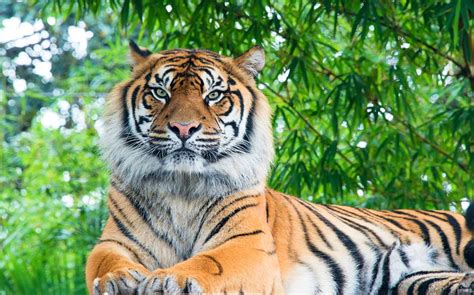 Zaskakuj Cych Ciekawostek O Tygrysie Bengalskim Zwierzaki Nad Potokiem