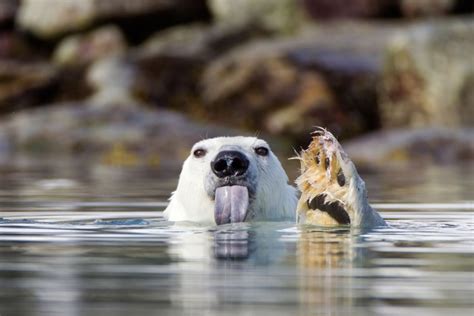 22 adorable animals stick out their tongues and say cheese - TODAY.com