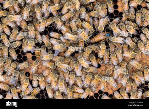 Marked queen honey bee laying eggs on dark well used brood frame with ...