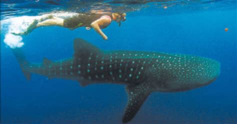 Utila El Mejor Lugar Para Bucear