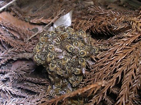 Interesting Facts About Hornets Large Wasps With Paper Nests Dengarden