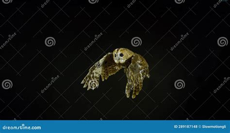 Eurasian Tawny Owl Strix Aluco Adult In Flight Normandy In France