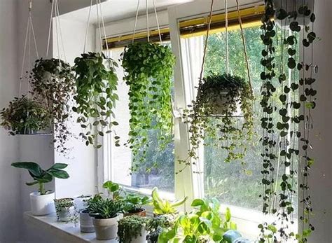 Peperomia Gosta De Sol Ou Sombra - 8 plantas que gostam de sombra e água fresca dentro de casa ...