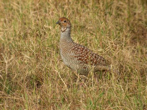 Grey Francolin | Bubo Birding