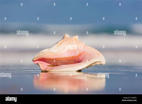 queen conch shell  res stock photography  images alamy