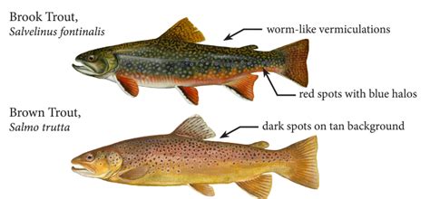 maryland trout stocking begins  month water wire