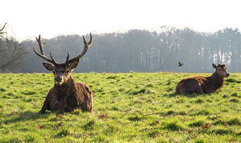 350 Trapped Deer Stock Photos Pictures And Royalty Free Images Istock