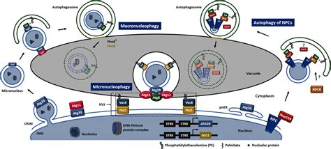 Frontiers Autophagy Of The Nucleus In Health And Disease