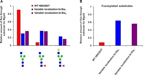 Frontiers The N Glycosylation Processing Potential Of The Mammalian