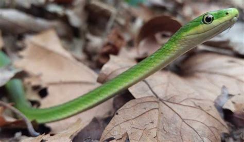 Rough Green Snake The Ultimate Care Guide