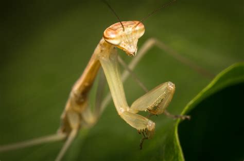 Insect Spotlight – Chinese Mantis – Houseman Pest