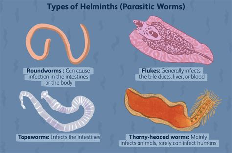 Understanding Parasites How They Affect Your Health And How To Identify Them Sunshine