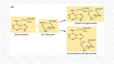 Biosyntesis Of Cytokinins And Gibberalins Ppt