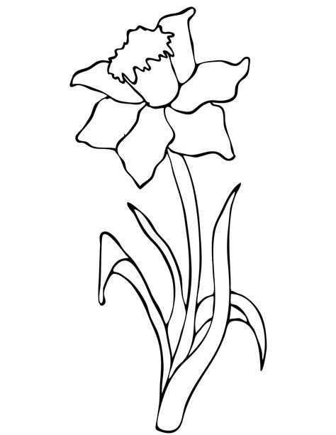 Free Printable Daffodils Coloring Pages