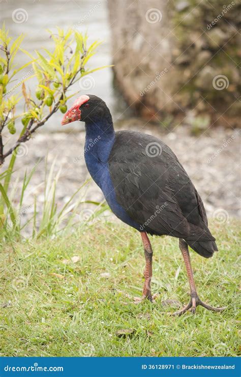 Pukeko Bird Stock Image Image Of Bird Cute Swamphen 36128971