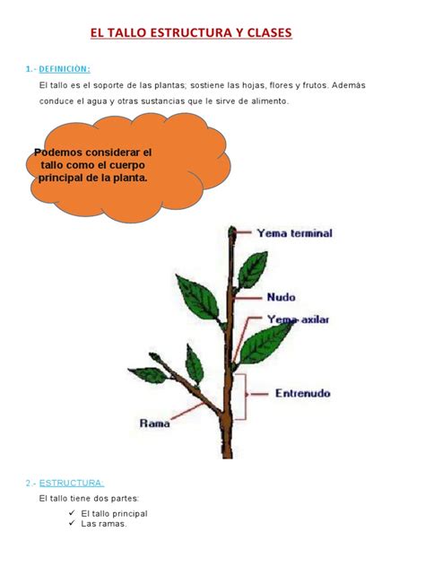 el tallo estructura  clases  tallo de la planta plantas