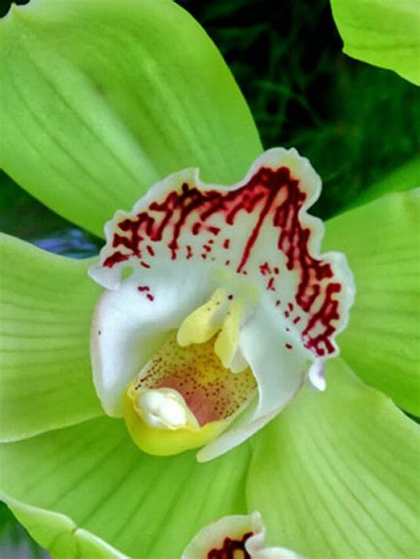 The Top 5 Orchids To Grow In A Greenhouse | Greenhouse Emporium