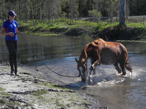 Jetson swimming - Bribie Island Road Saddle Club Inc.