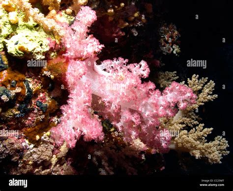 Coral Reef In The Red Sea Egypt Stock Photo Alamy