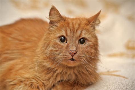 Charming Fluffy Ginger Cat Stock Image Image Of Life