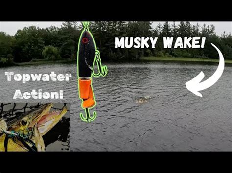 Muskies In The Rain Northern Wisconsin Musky Fishing Topwater Action