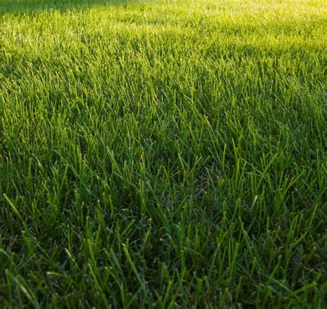 Посевной газон или рулонный? Что лучше?