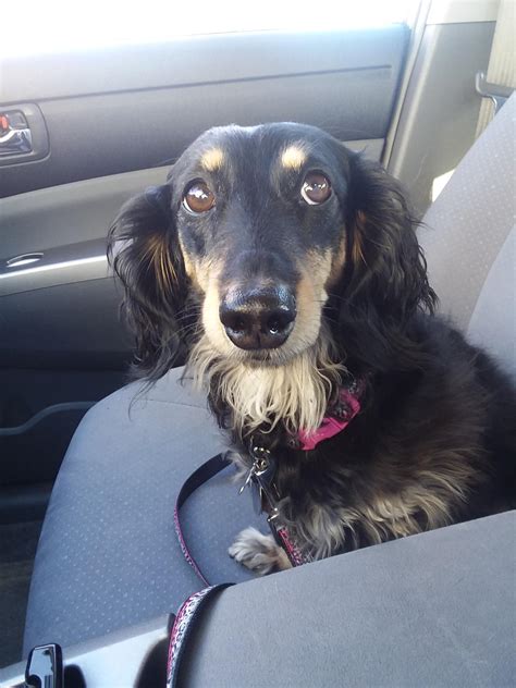 Are dachshund mixes allowed? Graci's a longhair dachahund mixed with ...