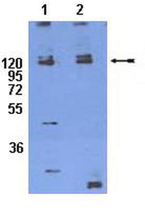 Anti Phospho Integrin Tyr Antibody Serum Chemicon Sigma Aldrich